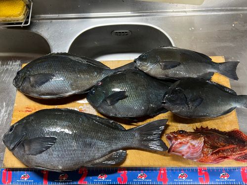 グレの釣果