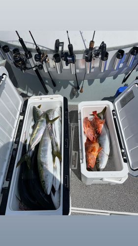 ブリの釣果