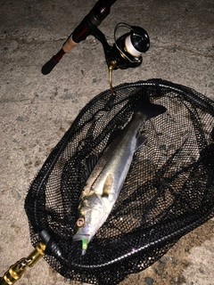 セイゴ(マルスズキ)の釣果