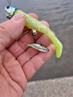 ドジョウの釣果