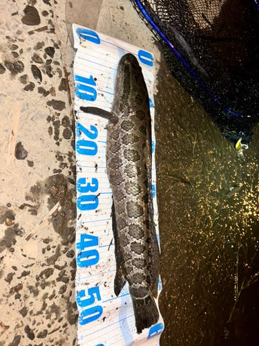 ライギョの釣果