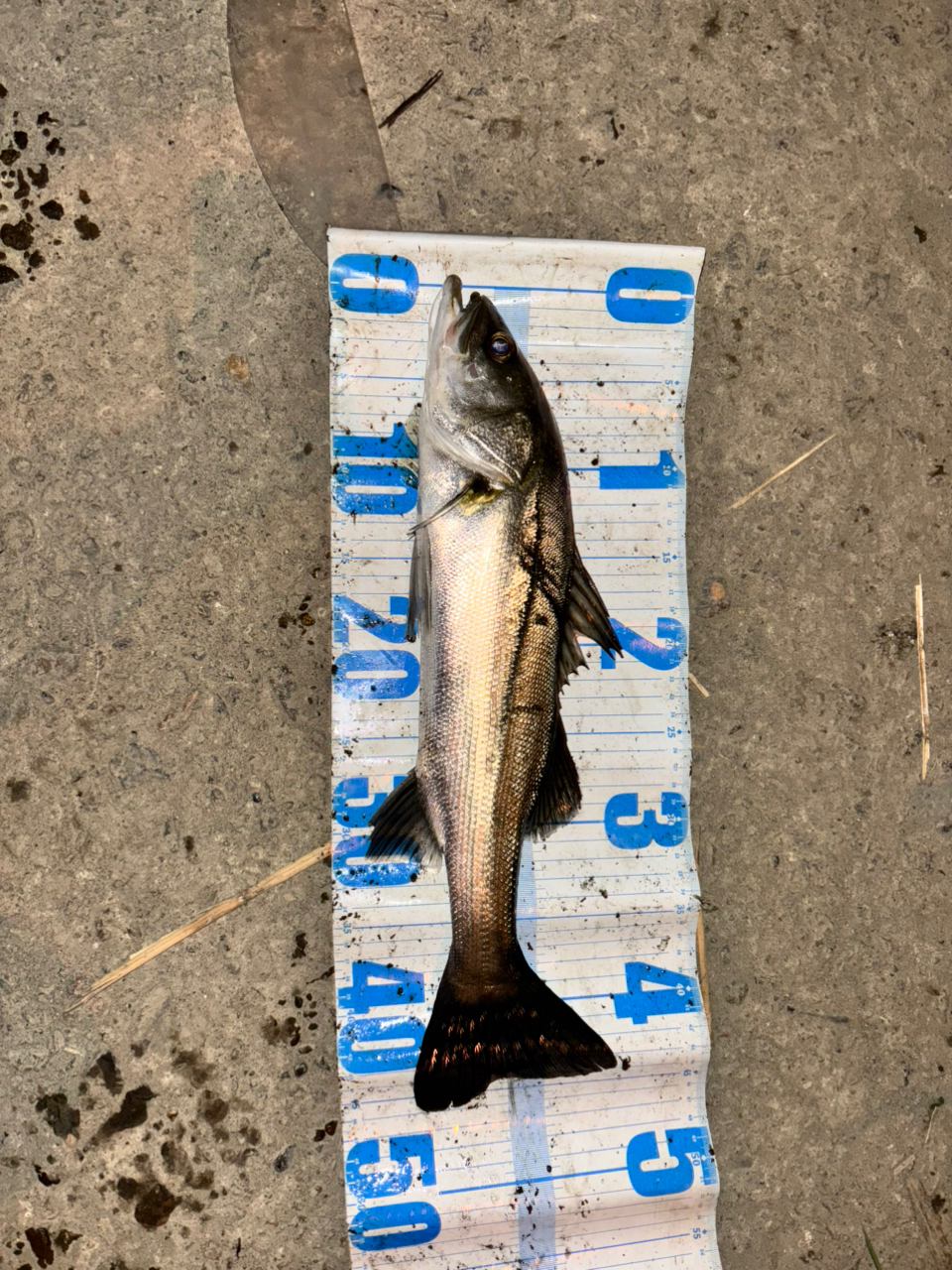 SHIMANO 22サハラ C3000HGの最安値・インプレ・釣果 | 本音の