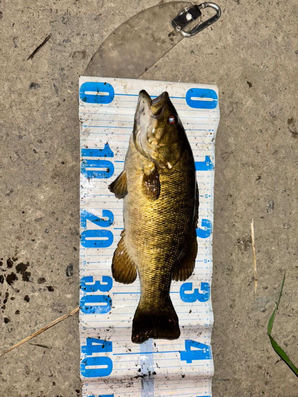 スモールマウスバス