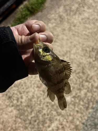 シロメバルの釣果