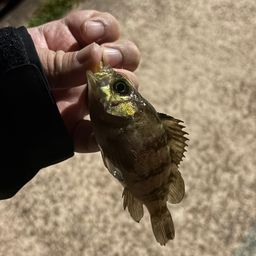 シロメバル