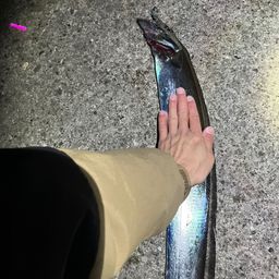 タチウオ