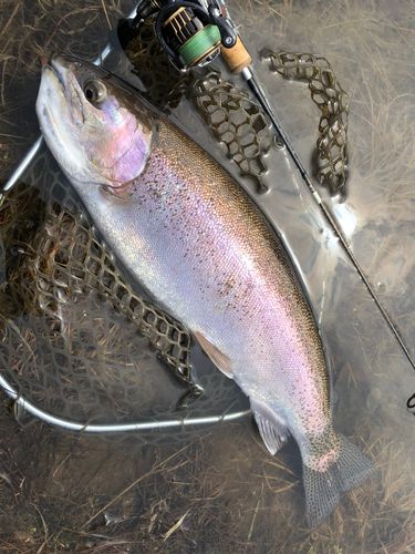 ニジマスの釣果