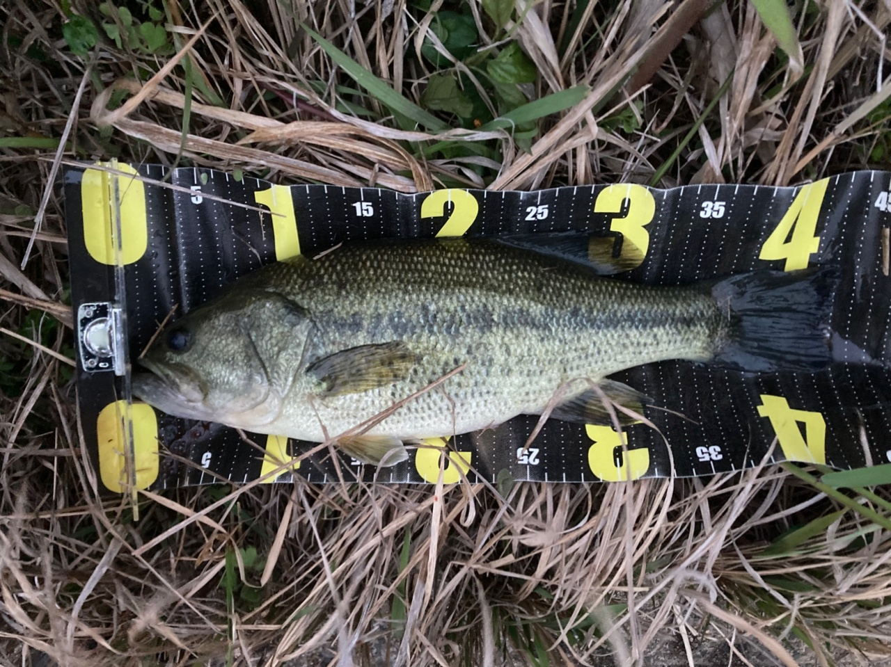 DAIWA 21ブレイゾン C610MHの最安値・インプレ・釣果 | 本音の