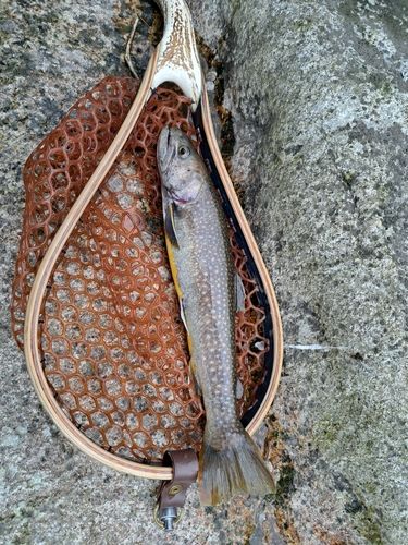 イワナの釣果