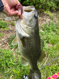 ラージマウスバスの釣果