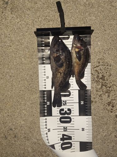 クロソイの釣果