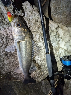 スズキの釣果
