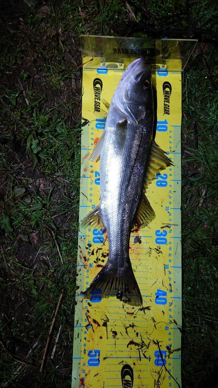 DAIWA 21モアザン ブランジーノ EX AGS 97ML/Mの最安値