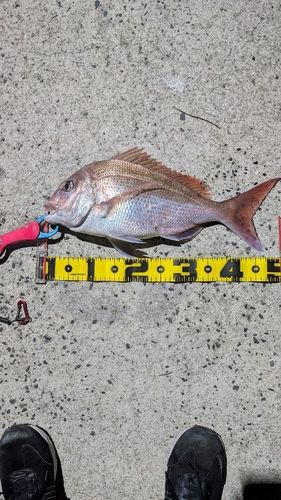タイの釣果