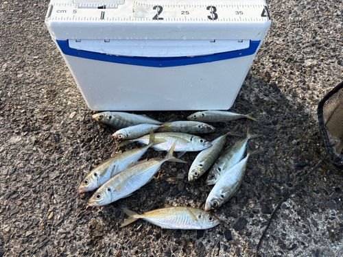 アジの釣果
