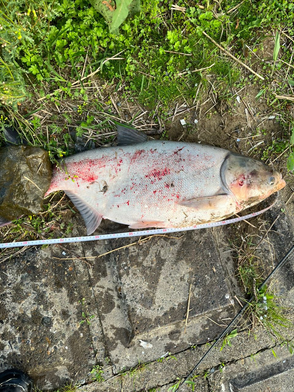 アメリカナマズ