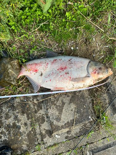 アメリカナマズ