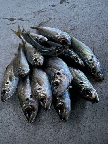 アジの釣果