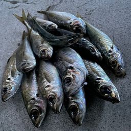 アジ