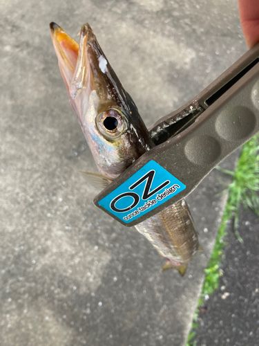 カマスの釣果