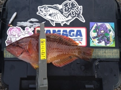 アカササノハベラの釣果