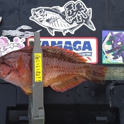 アカササノハベラ