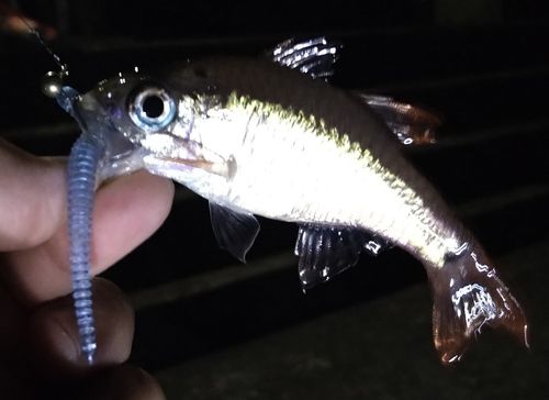 ネンブツダイの釣果