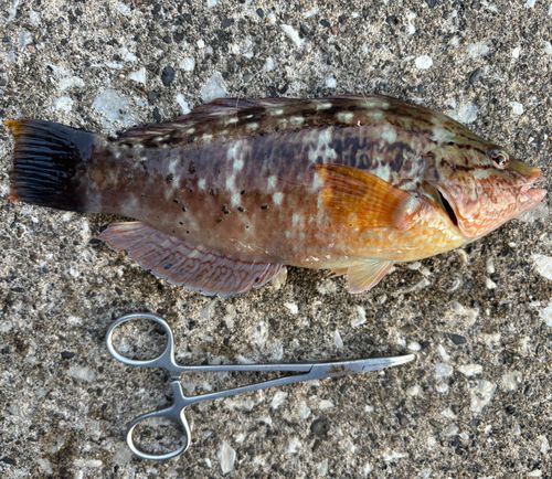 ホシササノハベラの釣果