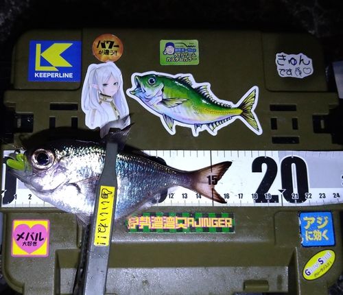 ハタンポの釣果