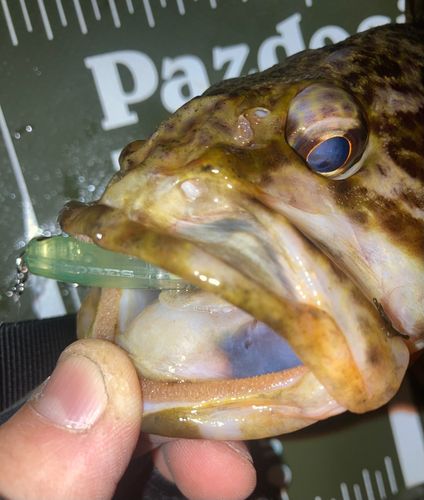 タケノコメバル