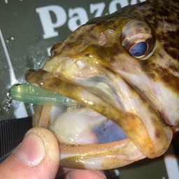 タケノコメバル