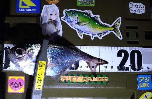 ハタンポの釣果