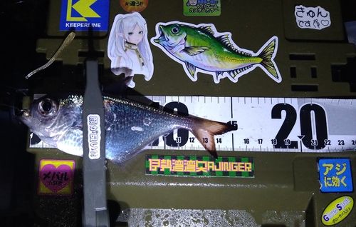 ハタンポの釣果