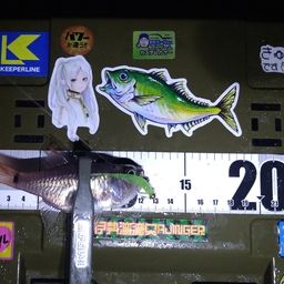 ネンブツダイ