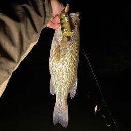 ラージマウスバス