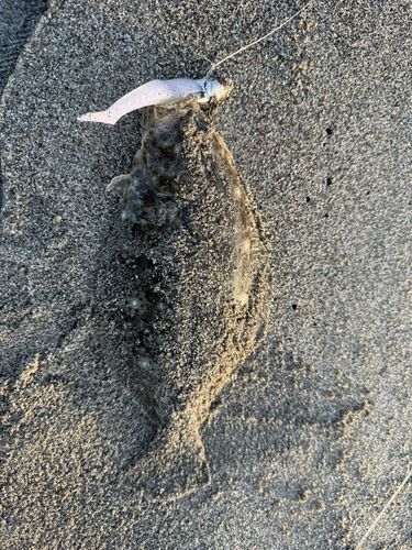 ソゲの釣果