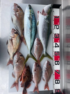 ヒラマサの釣果