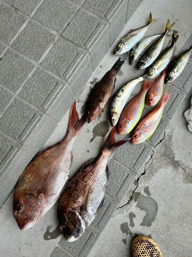 マダイの釣果