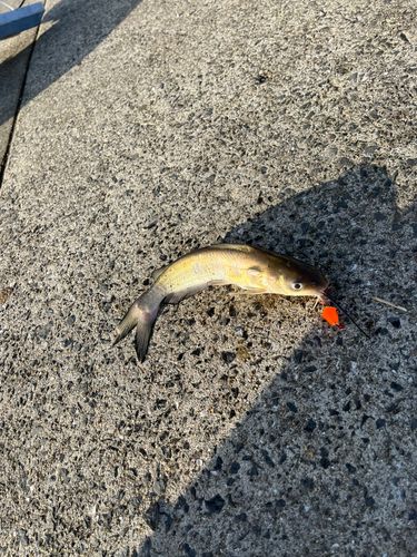 アメリカナマズの釣果