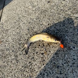アメリカナマズ