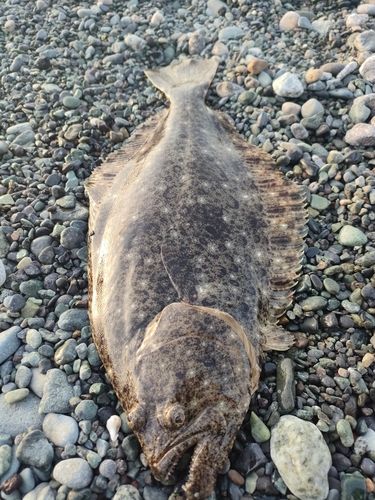 ヒラメの釣果