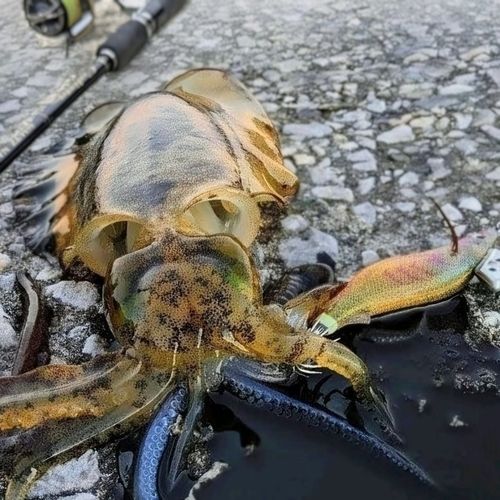 アオリイカの釣果
