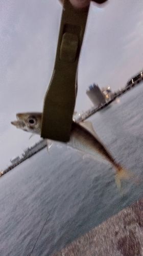 マアジの釣果