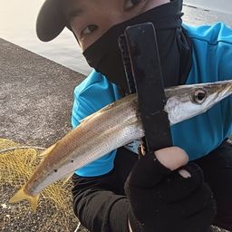 カマス