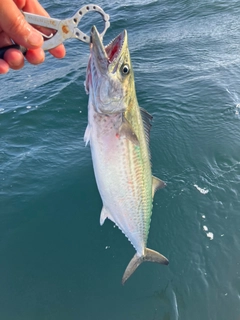 サゴシの釣果