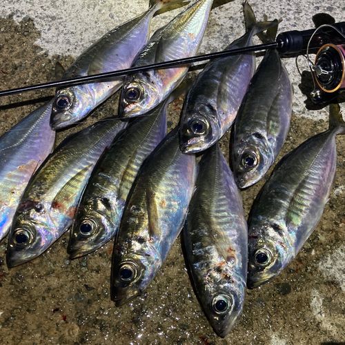 アジの釣果