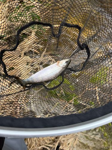 アマゴの釣果