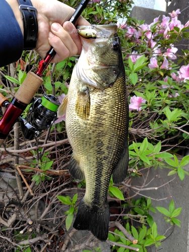 ラージマウスバスの釣果