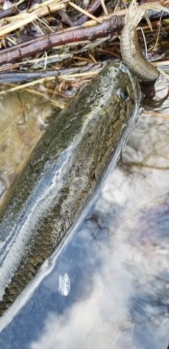 ライギョの釣果