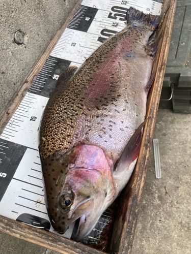 ニジマスの釣果
